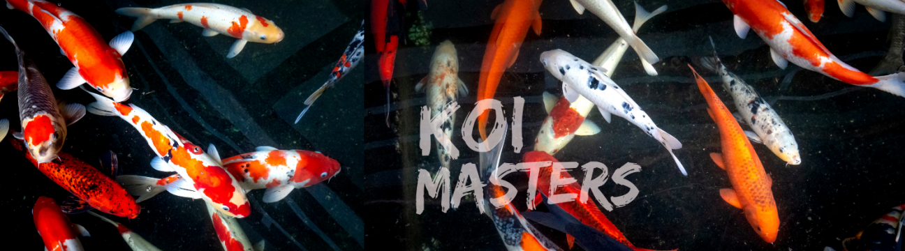 Koi Masters