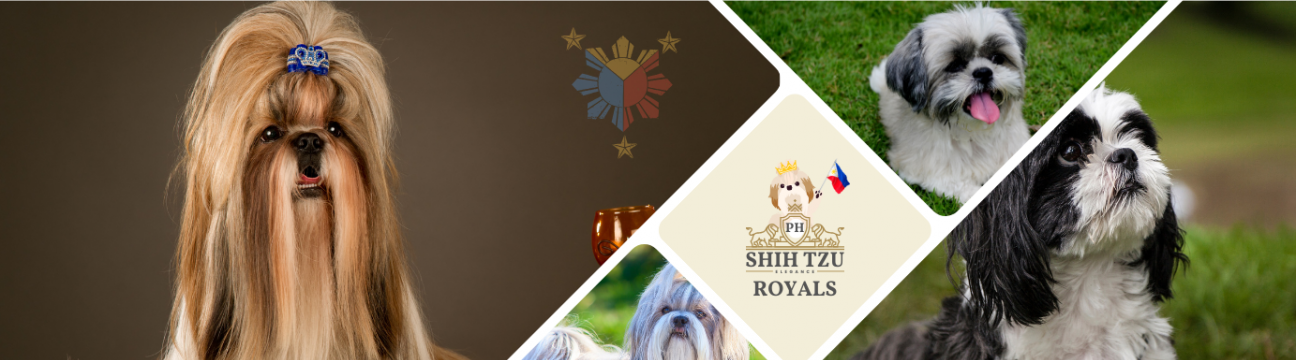 Shih Tzu Royals